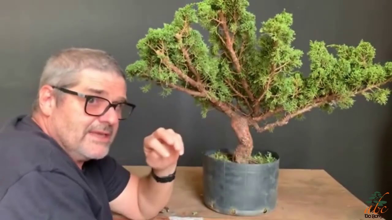 AULA COMPLETA DE PODA DE ESTRUTURAÇÃO DE PRÉ BONSAI