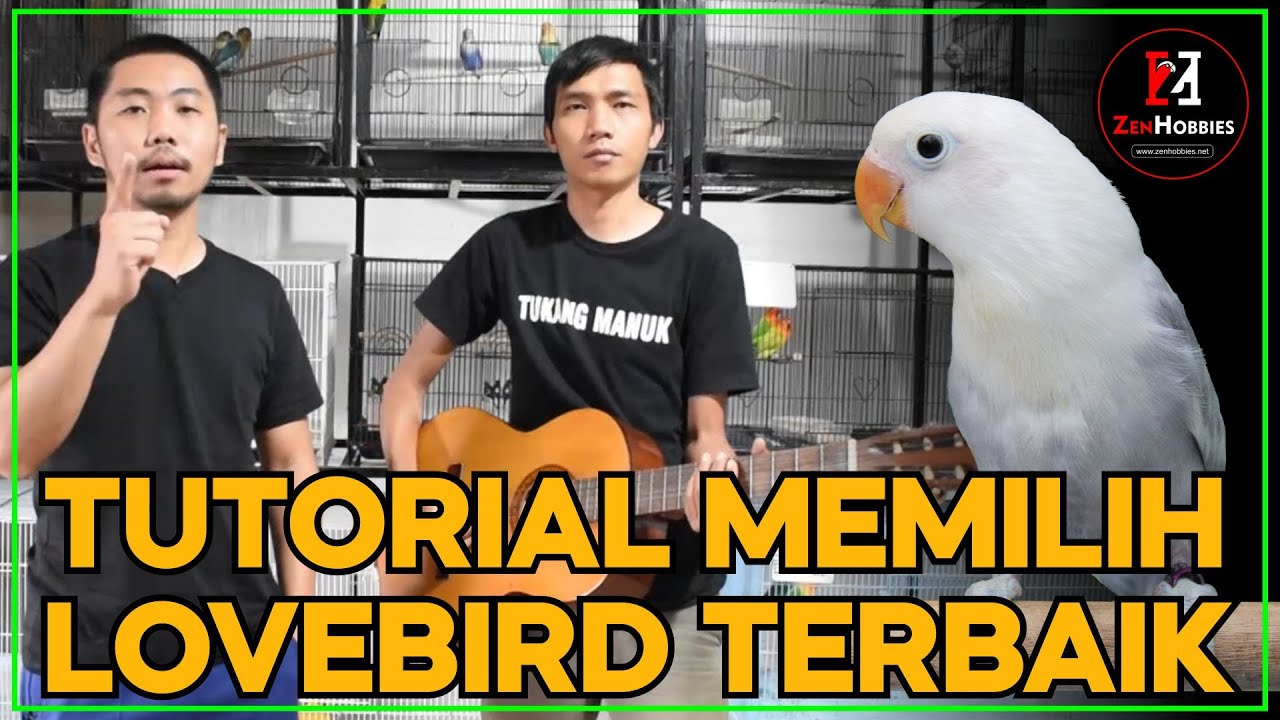 TUTORIAL CARA MEMBELI LOVEBIRD AGAR TIDAK SALAH PILIH