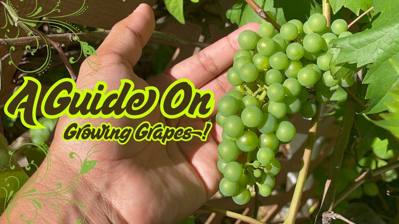 A Guide On Growing Grapes!🍇🌿S:3, Ep.36//The Ultimate Gardener