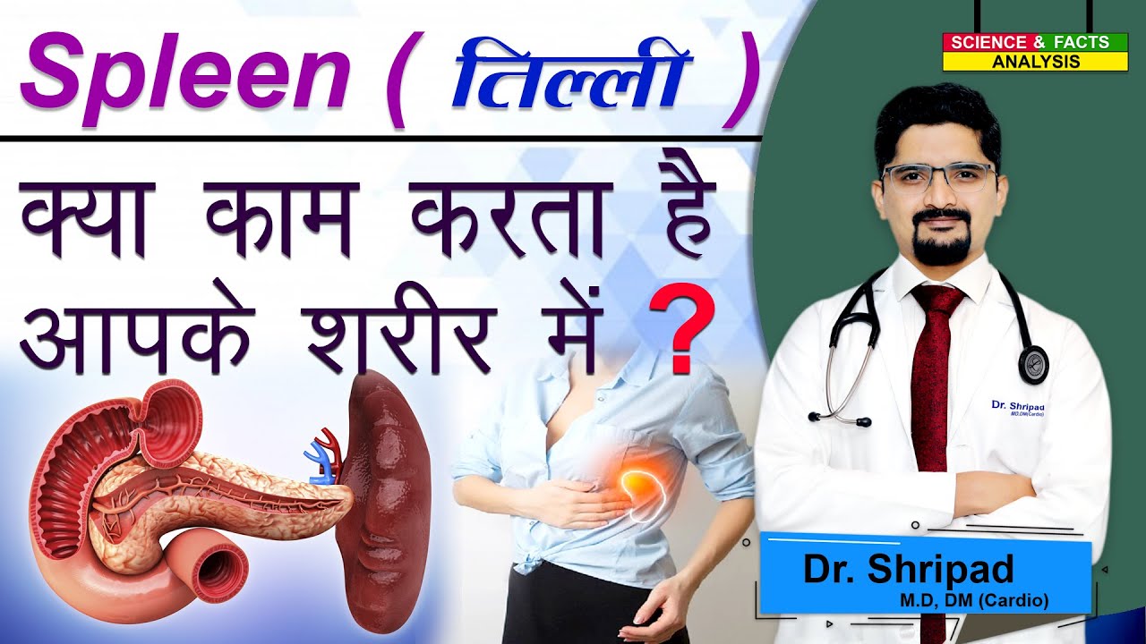 Spleen क्या काम करता है आपके शरीर में ? || What does spleen do in your body?