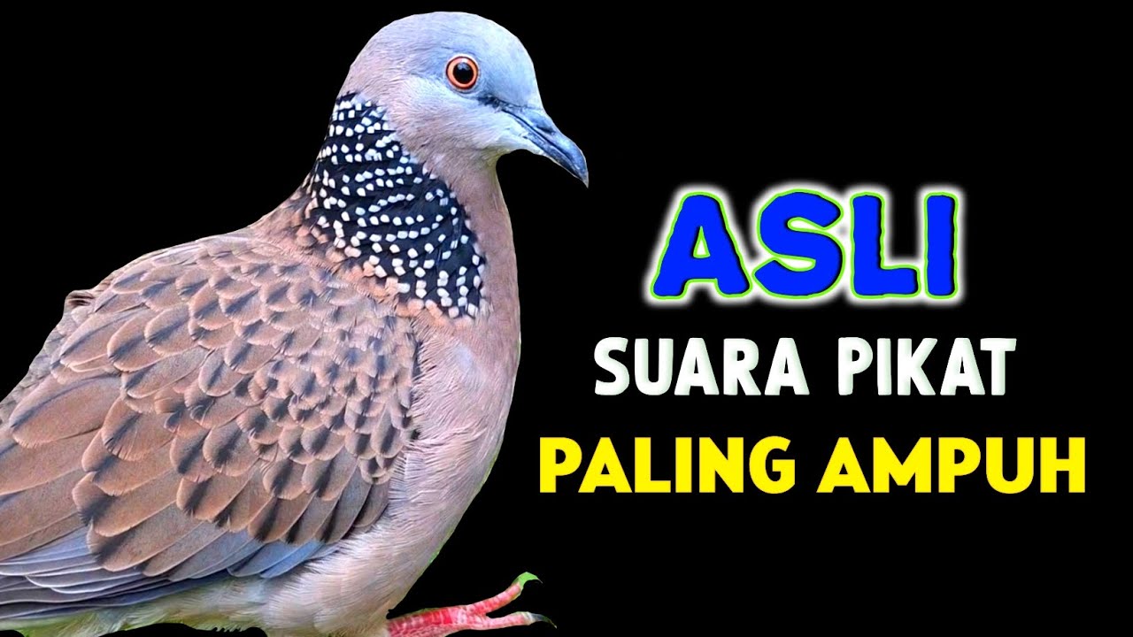 Suara Burung Tekukur Gacor Paling Ampuh Memanggil Kawan 
