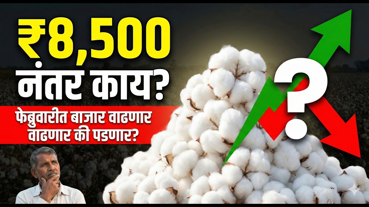 ⚠️ शेतकऱ्यांनो सावधान! कापूस विकावा की ठेवावा? 🤔 CCI आणि हमीभावाचे गणित समजून घ्या! | Cotton Market