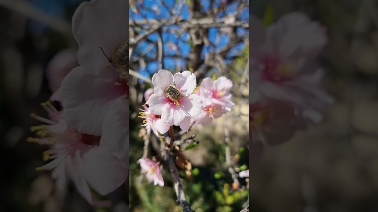 RELLEU FLORIT, FEBRER 2025 18 de febrero de 2025