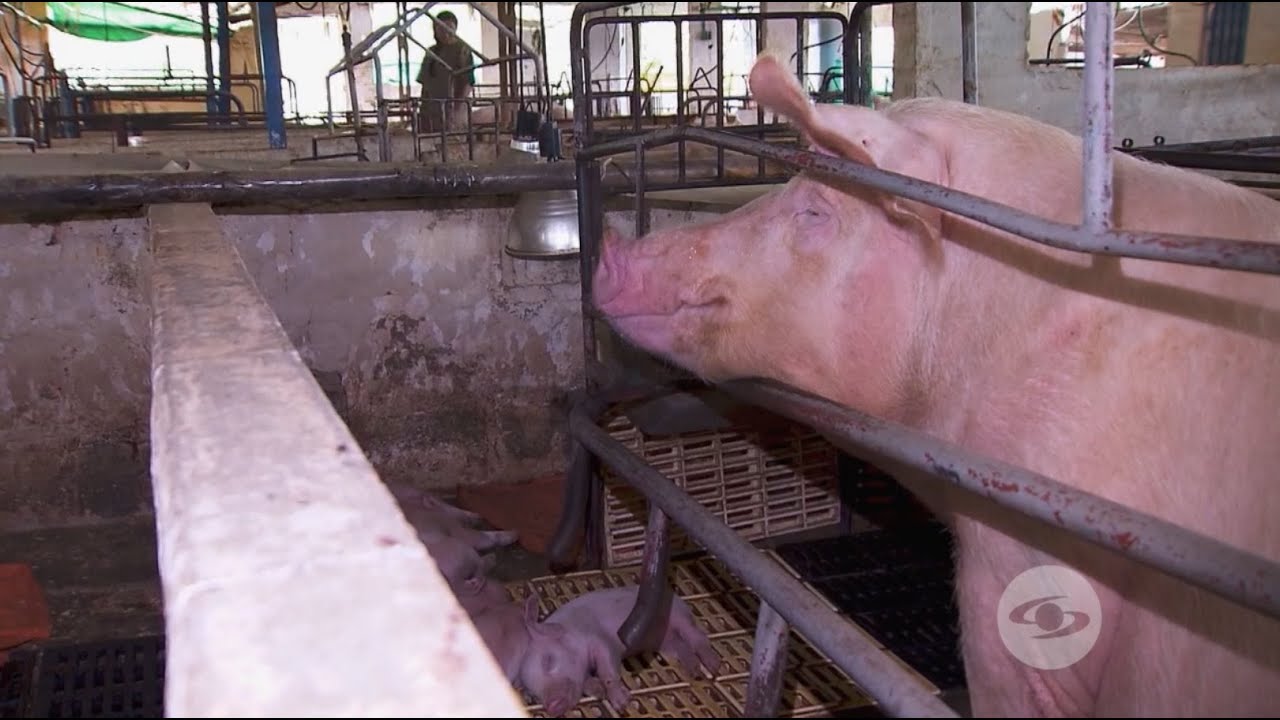 Manejo de la cerda gestante