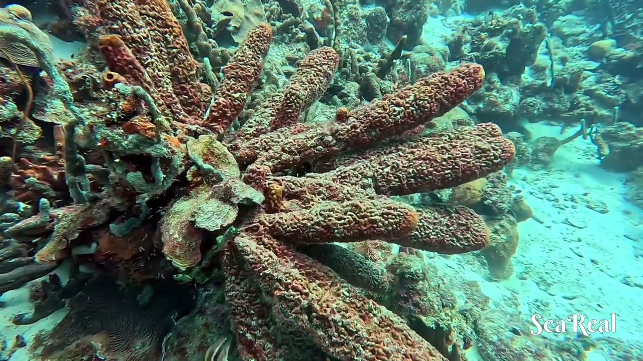 Dive Site: The Cliff, Bonaire