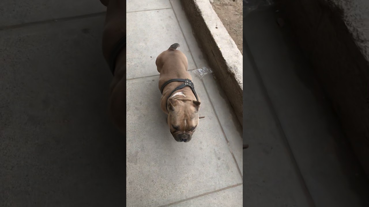 Bully ex&oacute;tico los m&aacute;s tranquilos del mundo