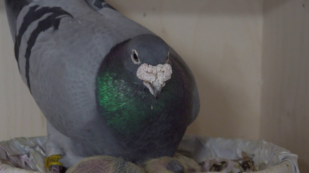 Vlog #1  | The first 2019 youngsters have been ringed!