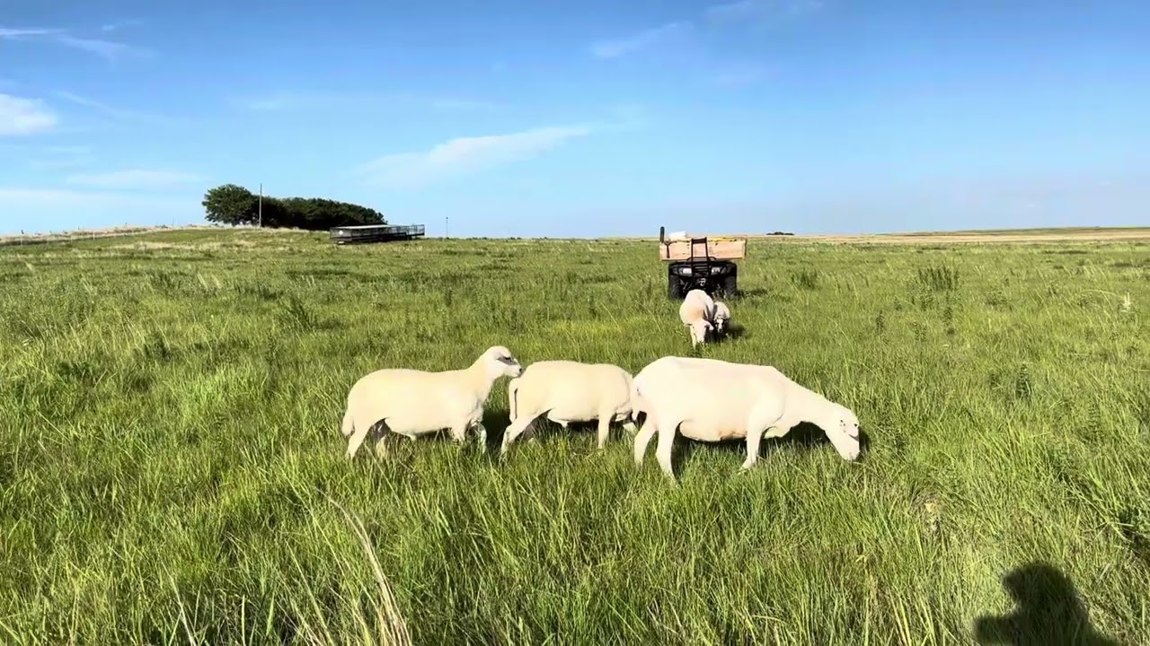 3 Month Old Australian White Rams | BRG Australian White Embryo Transfer