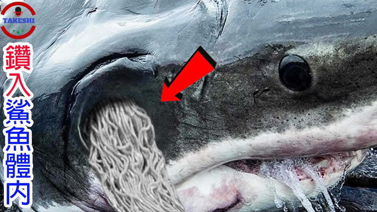 [生物放大鏡] 屠殺千隻鯊魚的