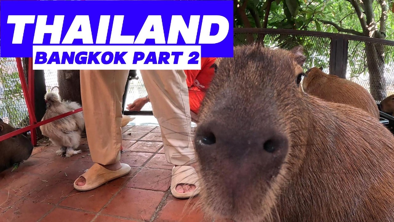 BANGKOK HEAT, KHAO SAN CHAOS & CAPYBARA CUTENESS