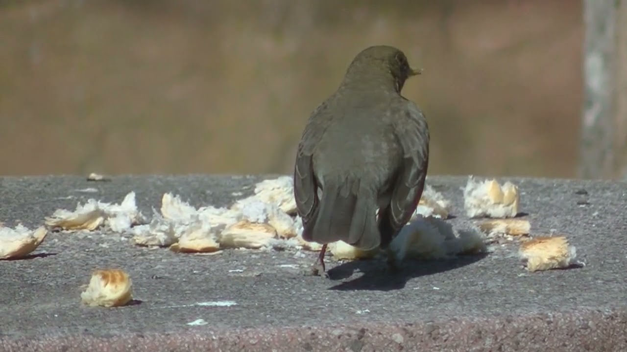 Alimentación del Zorzal chalchalero Turdus amaurochalinus Esperanza Santa Fe Argentina 2022