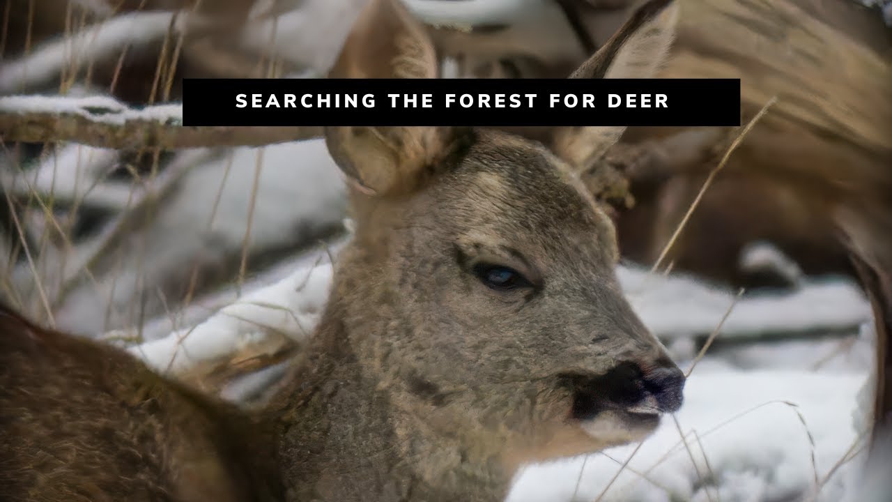 Searching the Forest for Deer | Wildlife Tracking & Cinematic Footage