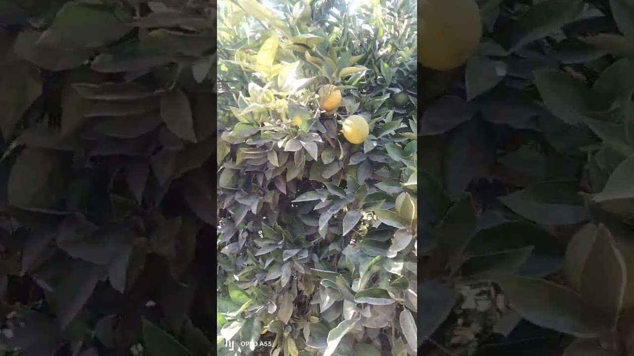 ازى تحصل على لون مبكر فى البرتقال الصيفى
