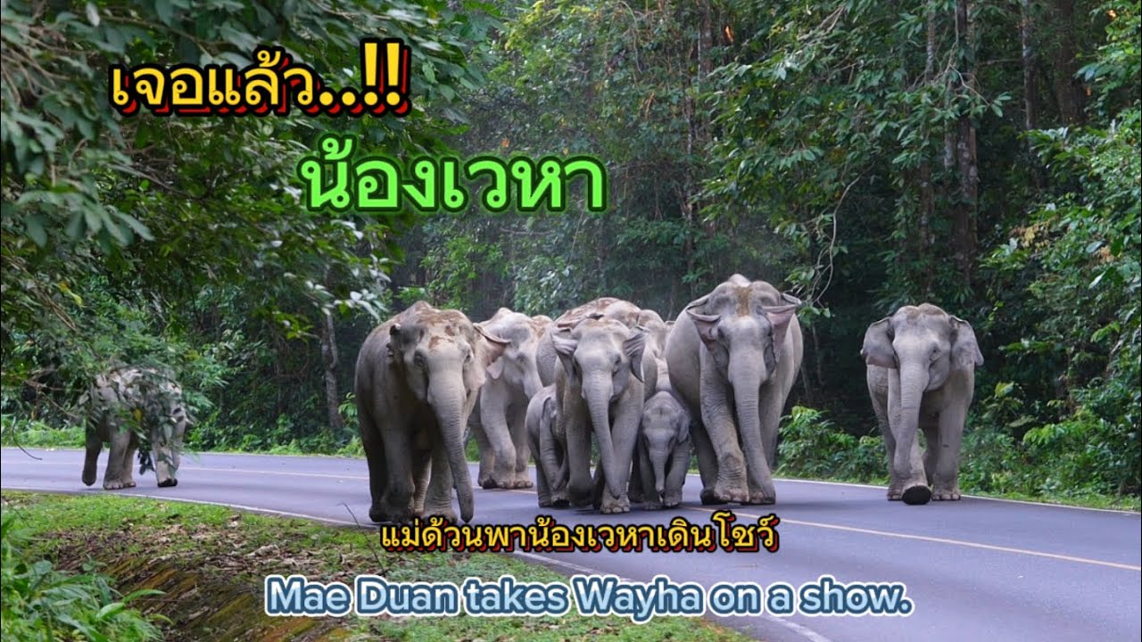 Ep 549 อลังการทุกครั้ง..แม่ด้วนพาน้องเวหาเดินโชว์ #เขาใหญ่#forestelephant #wildlife #เขาใหญ่#nature