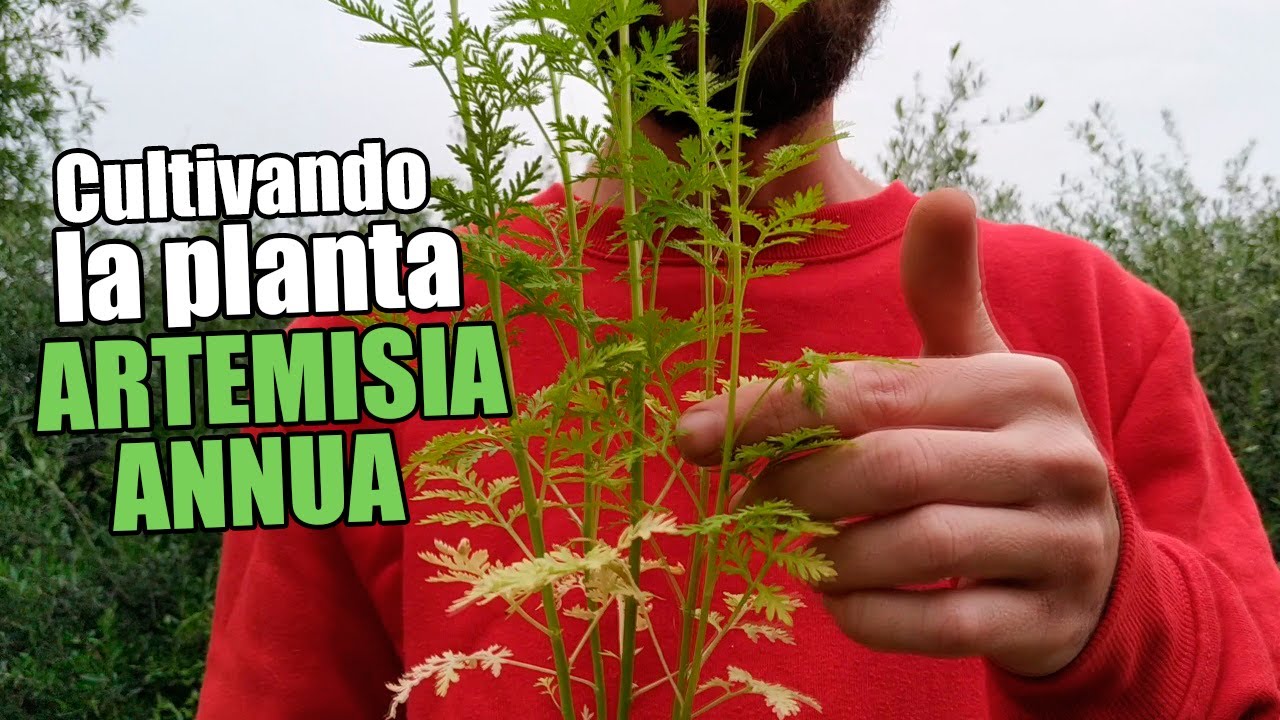 Cultivando plantas de Artemisia annua (Ajenjo dulce)