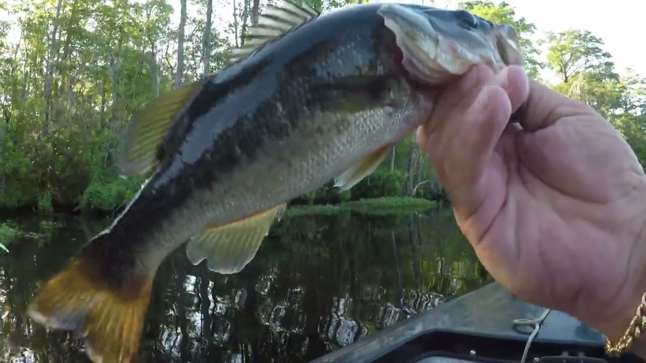 Fishing Black River South Carolina June 2022.