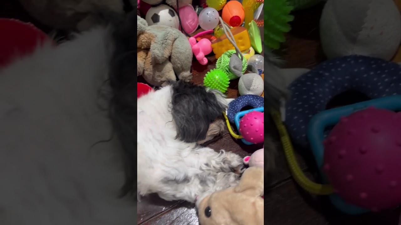 Так уютно дома, выглядит как одна из игрушек 🥳 #любительживотных #ши-тцу #песниbts