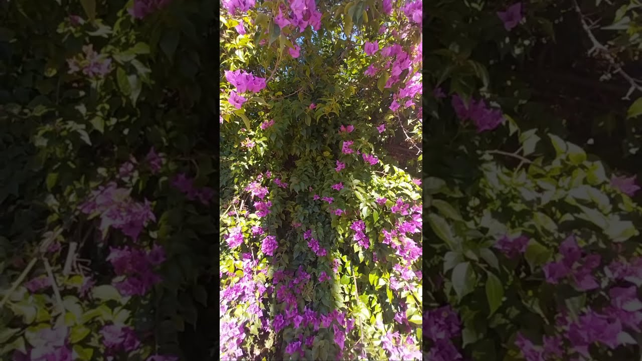 Nature ASMR 🌿 Sonidos de la Naturaleza en Vivo #asmr #nature #naturaleza #relajación #relax