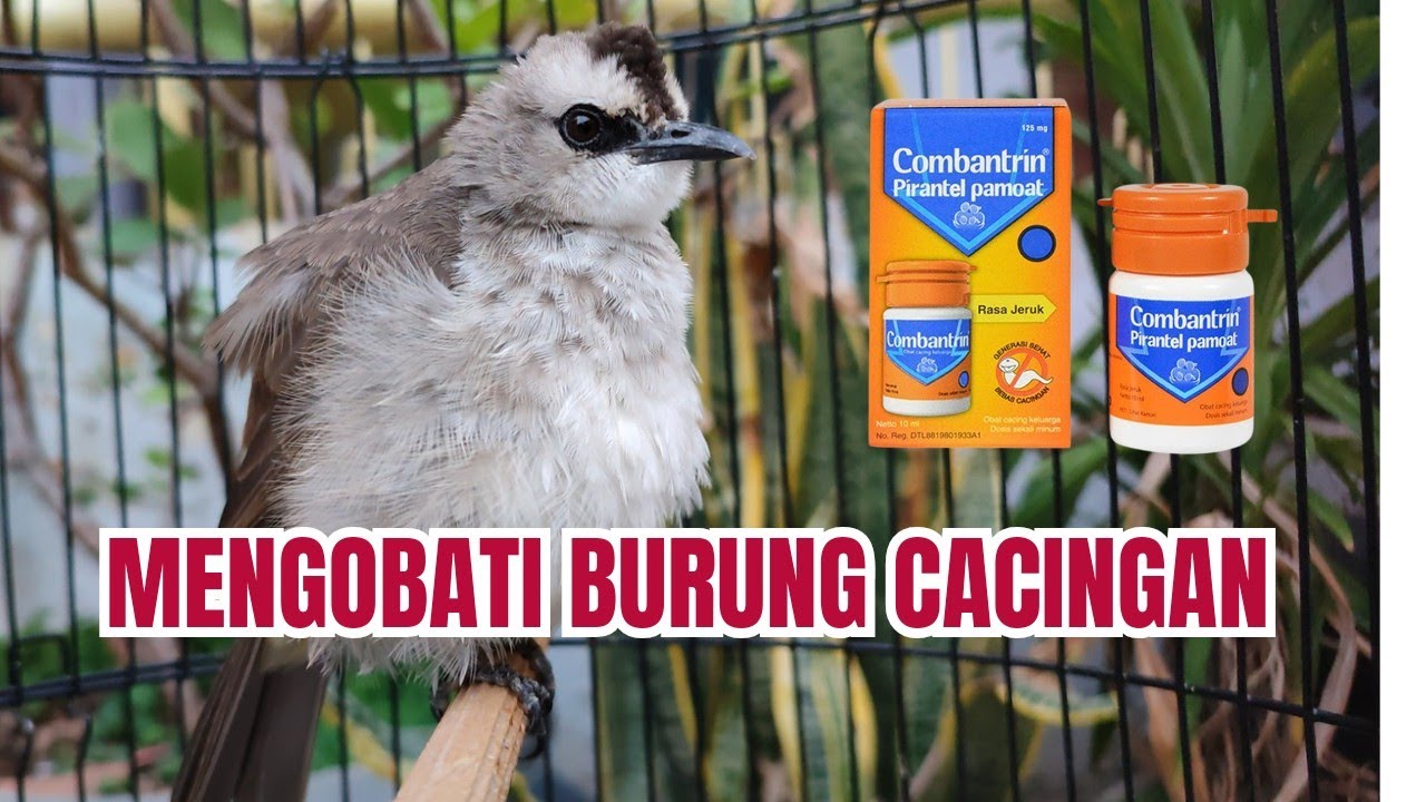 MENGOBATI BURUNG TRUCUKAN CACINGAN DENGAN COMBATRINE SIRUP RASA JERUK