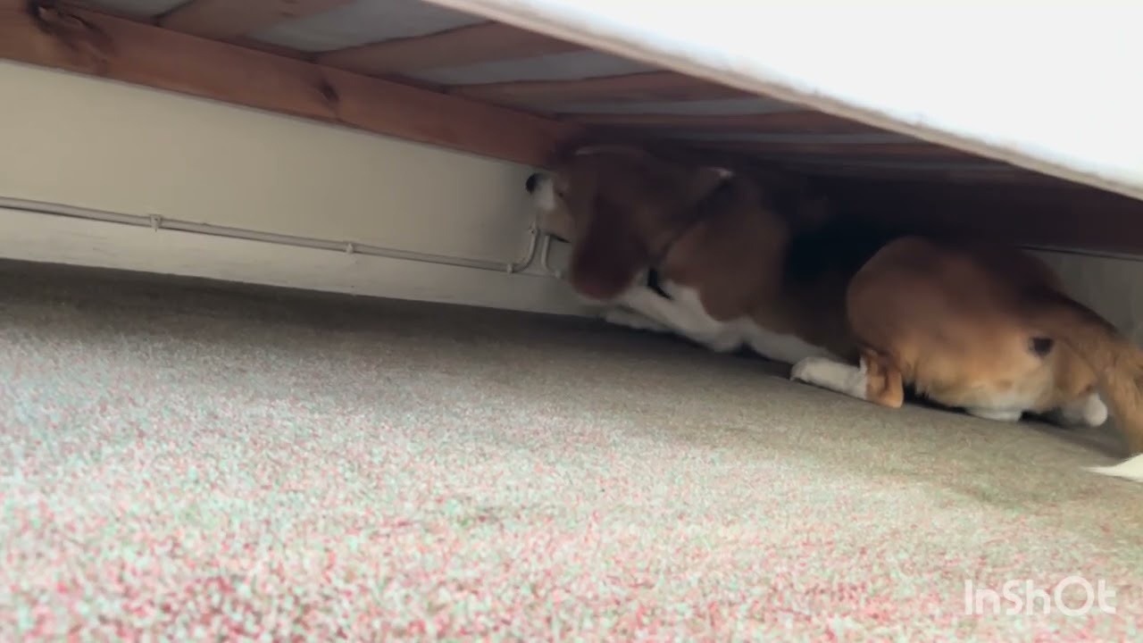 Vägglushunden Uno är tränad att hitta en endaste levande vägglus. 