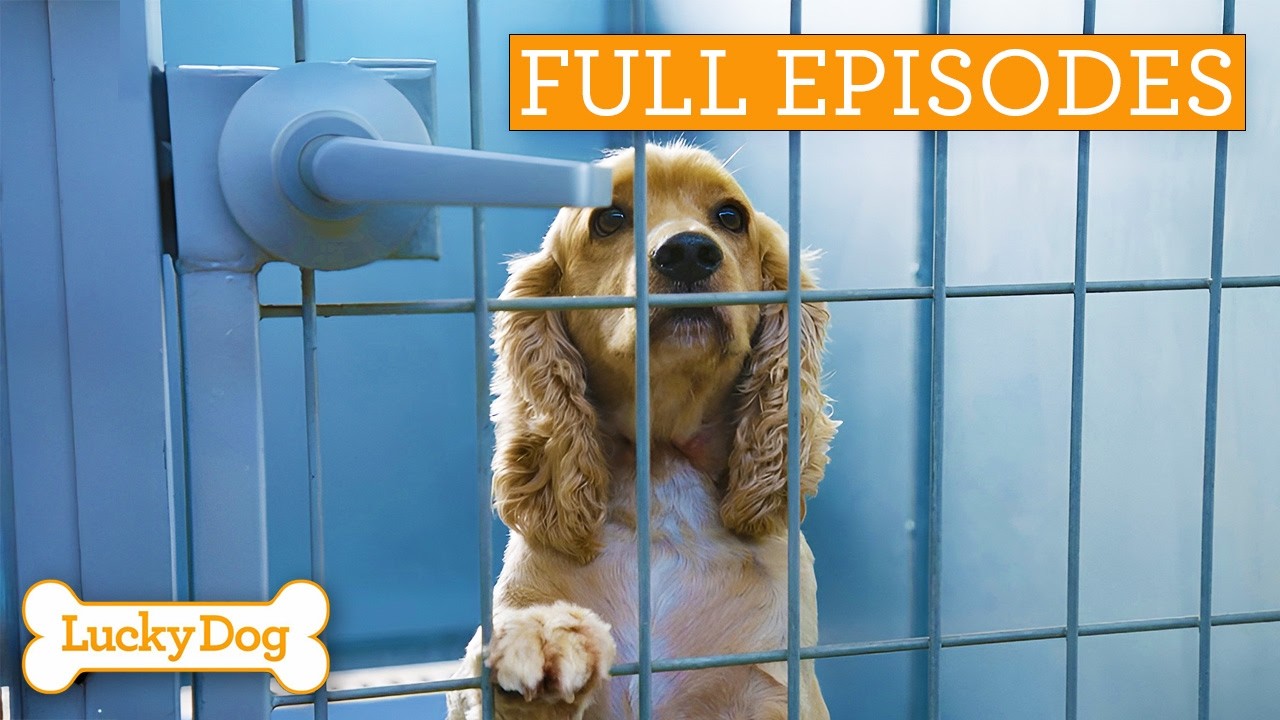 Incredible Connection Between Rescue Dog And Autistic Girl!| Lucky Dog Double Episode