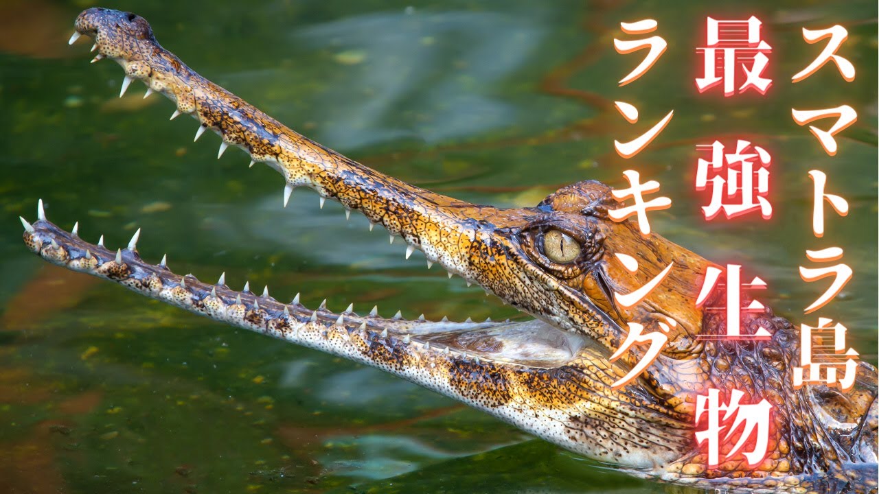 【世界最強】スマトラ島の野生動物強さランキングTOP10‼