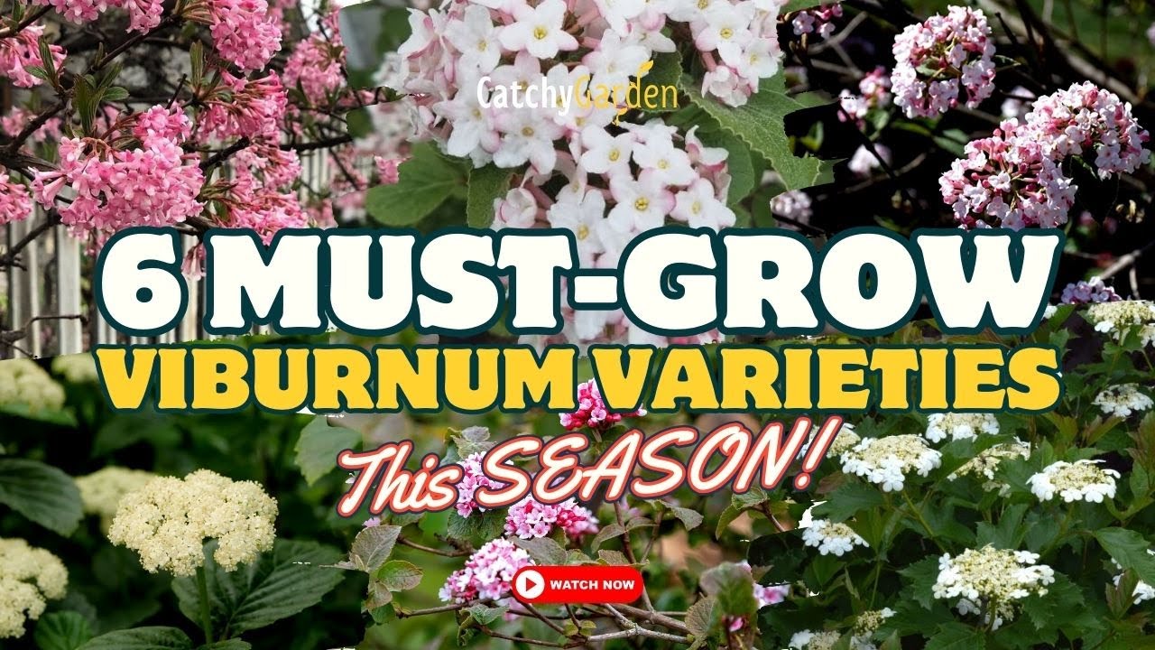 6 MUST-GROW Viburnum VARIETIES This SEASON! 🌸🌿😍 // Gardening Ideas
