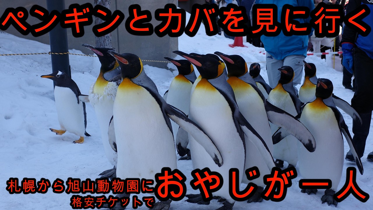 ペンギンとカバを見に行く。ー札幌から格安チケットで旭山動物園にー #ペンギン #カバ  #動物園