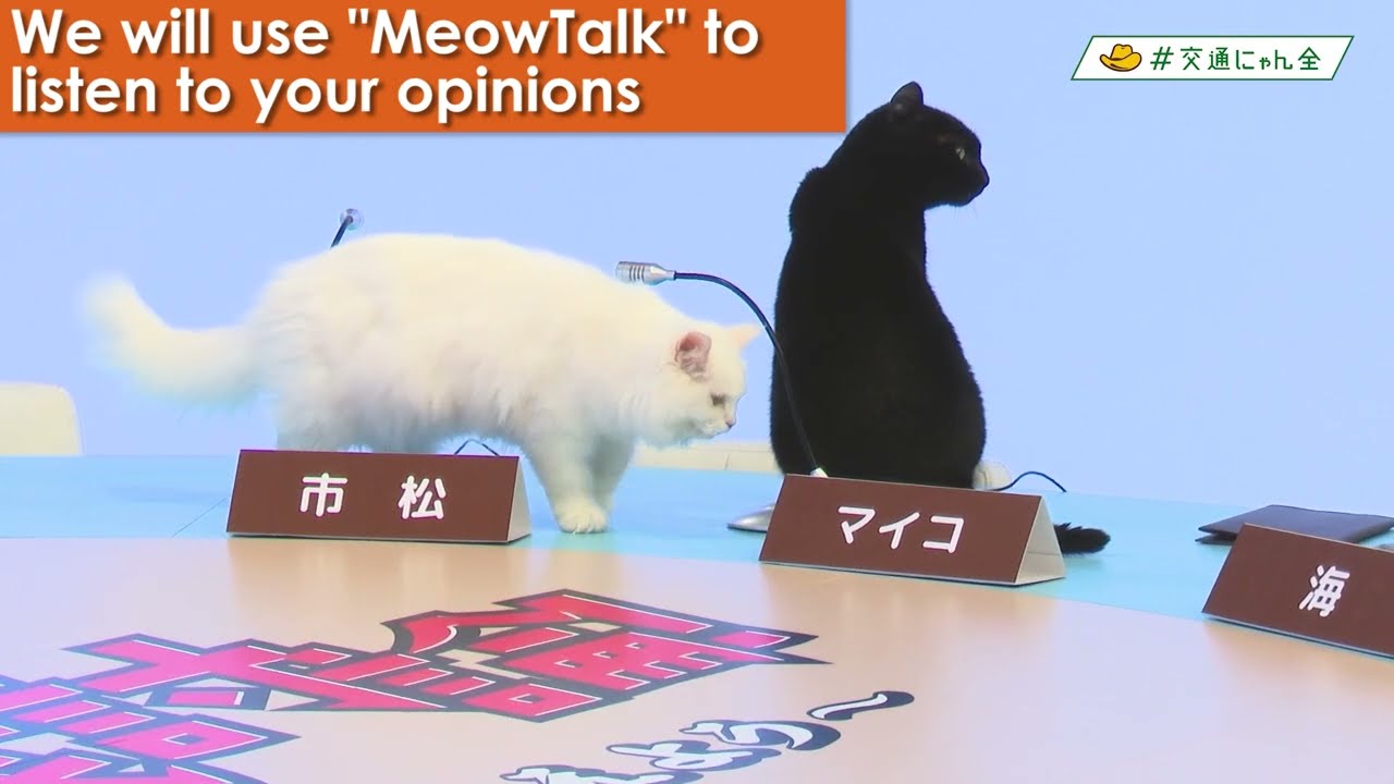 MeowTalk Tanslates Cats During Their Debate with Cat Psychologist