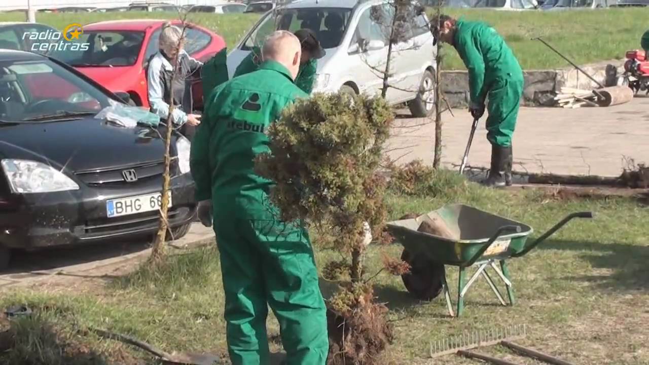 Atsibusk su Vyteniu PARKAS: Užmigdome Vytenio medį