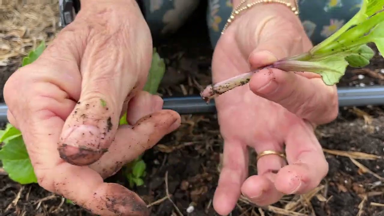 184.  Reducing the Number of Shoots Produced by a Planted Tuber.