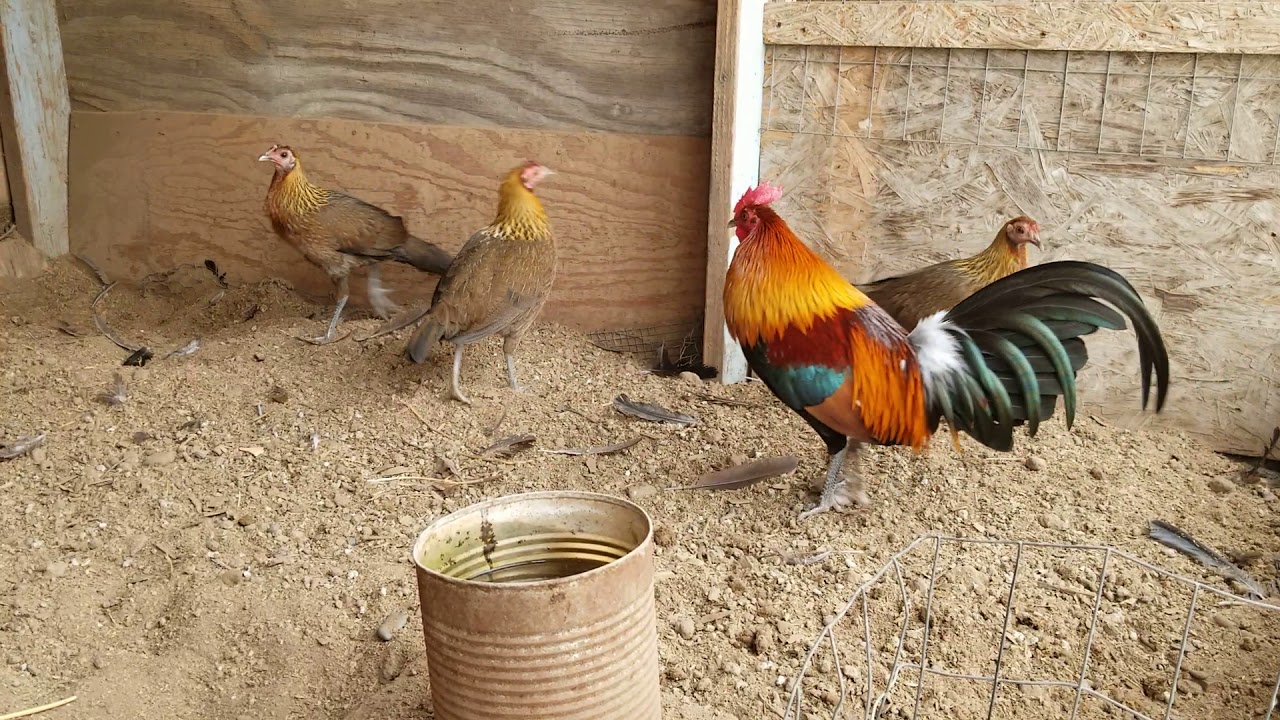 Red jungle fowl 2019