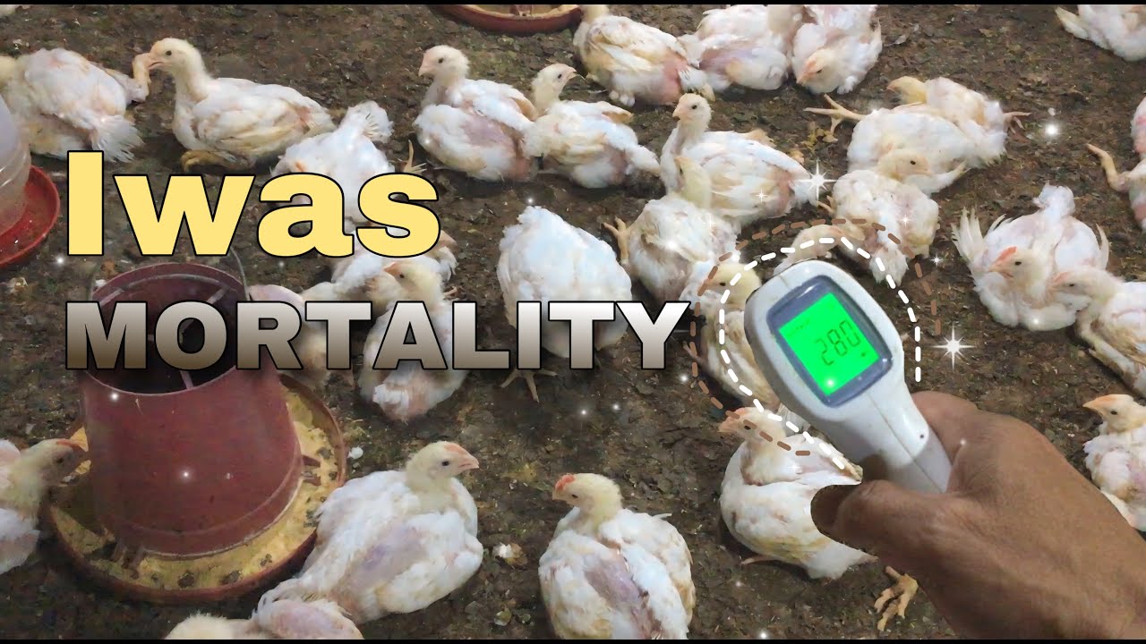 Panatilihing Mainit ang Brooding Area para sa Malusog na Sisiw! | EM Farming