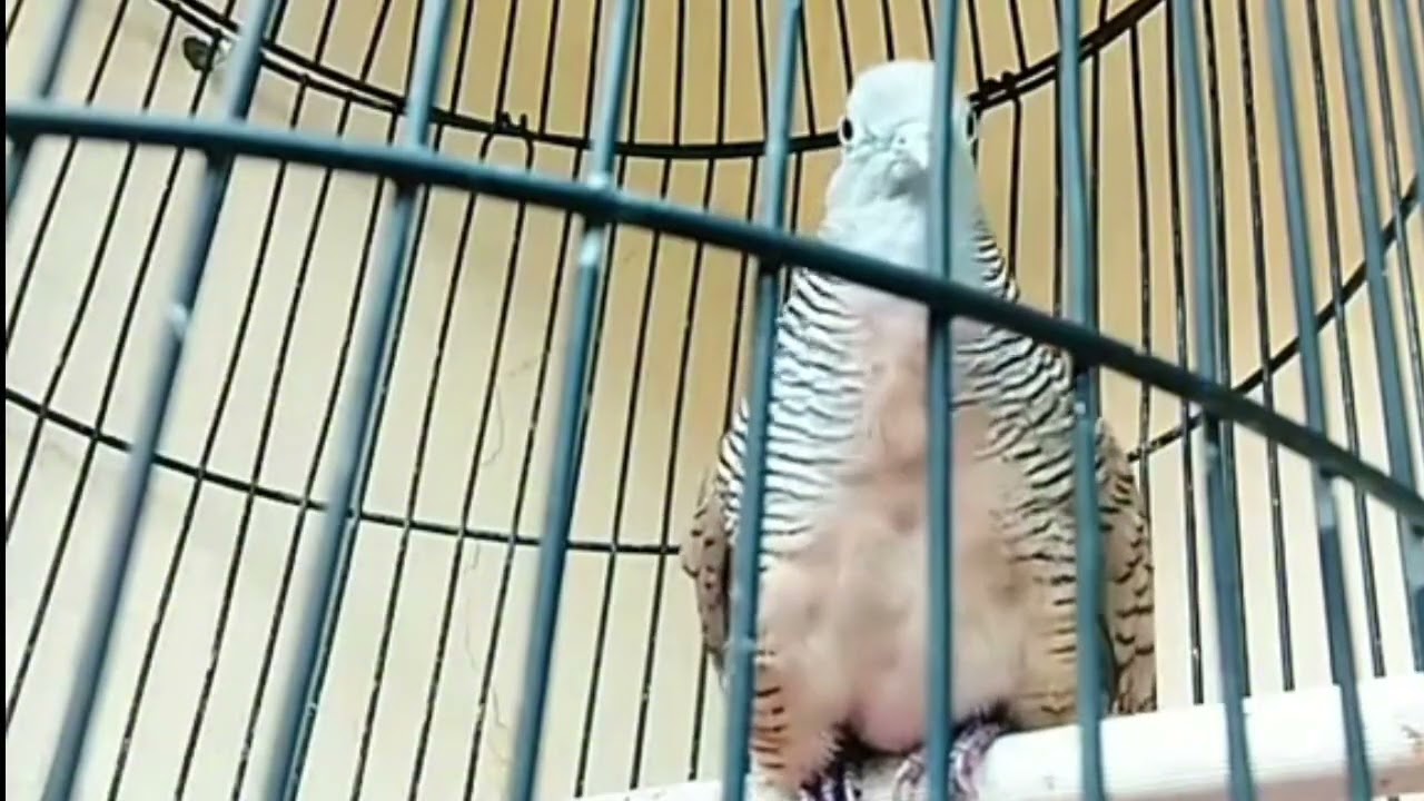 Suara burung perkutut baru belajar bunyi @pheno_shoetrisno #perkutut #perkututlokal #perkututgacor 