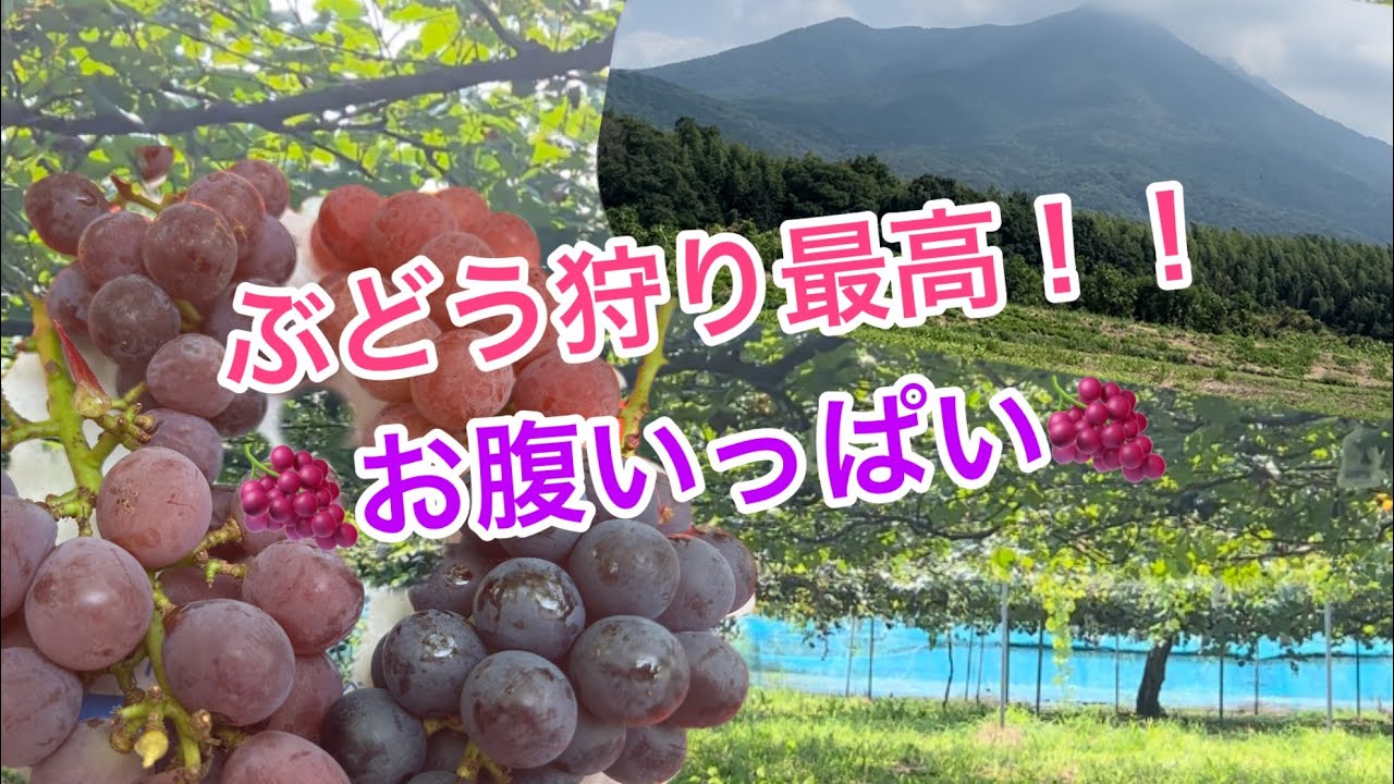 時間無制限1,500円ぶどう狩り！！茨城日帰り旅行（前編）#瀬尾果樹園#ぶどう狩り