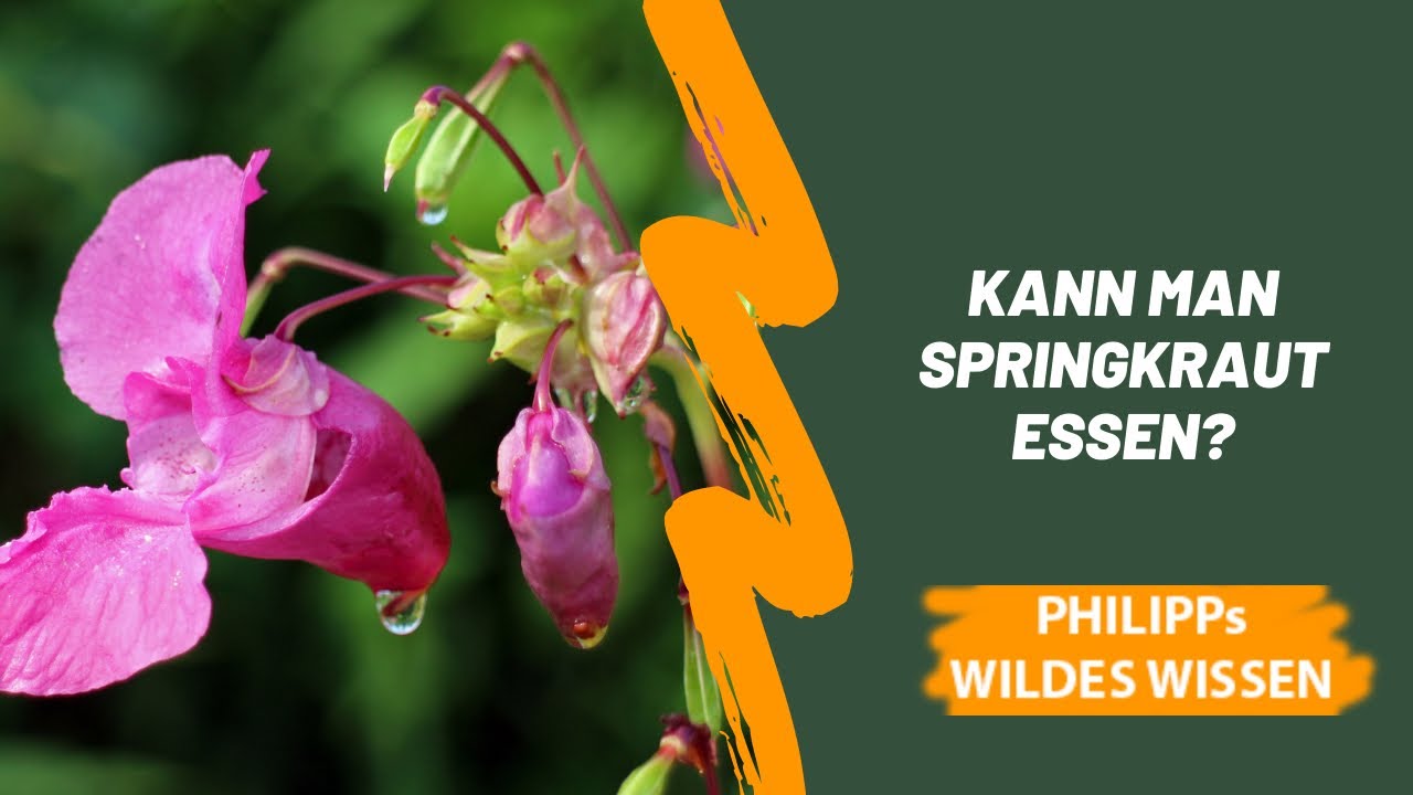 Was ist Springkraut, ist es essbar und wie kann es als Heilmittel verwendet werden?