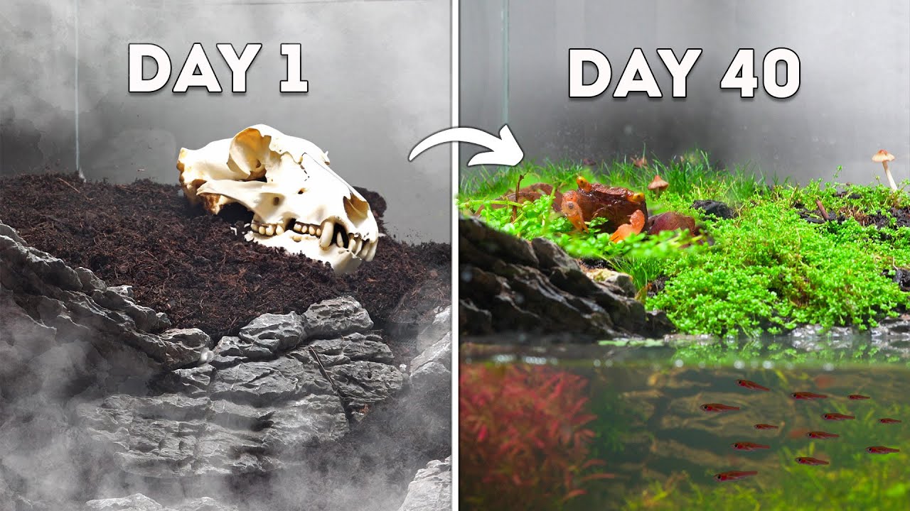 Simulating an Island for 40 Days