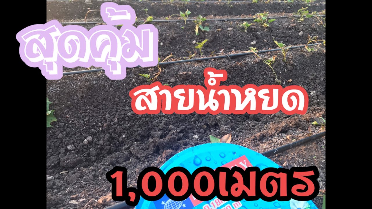 สุดคุ้ม !! รีวิวสายน้ำหยด ราคาแสนถูก | AT Style