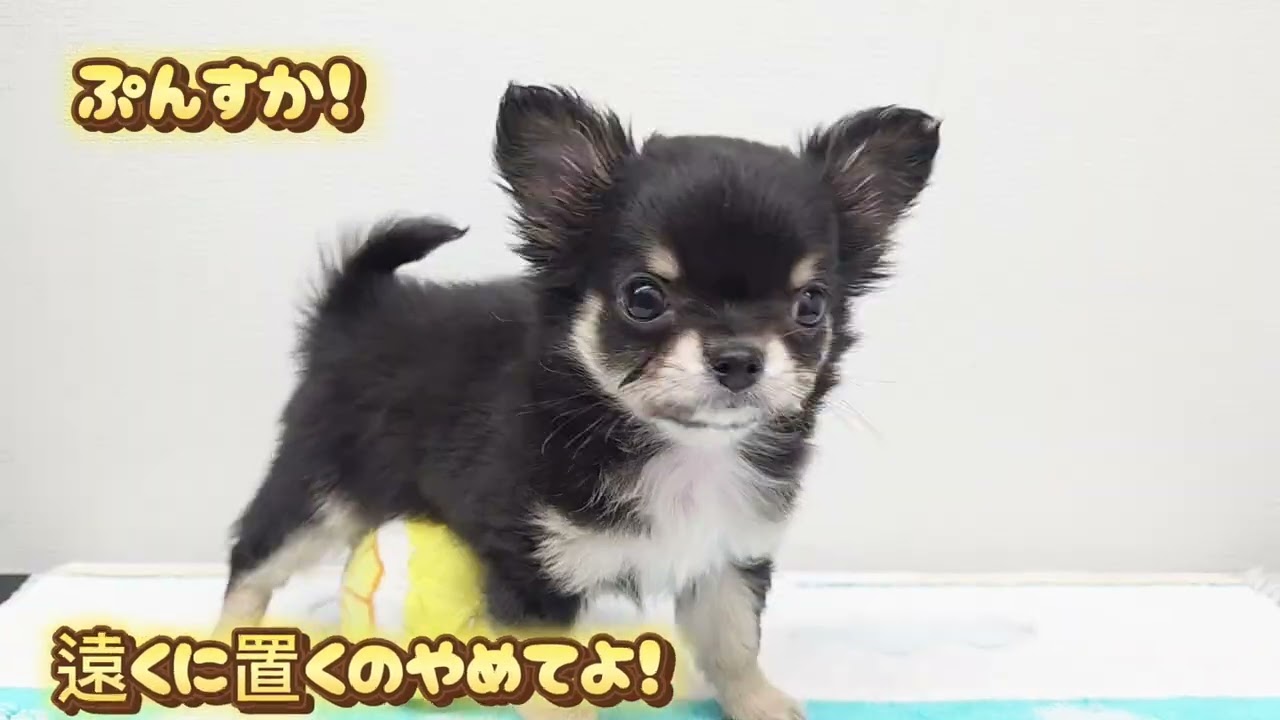 【チワワ】ようこそ高井戸店へ