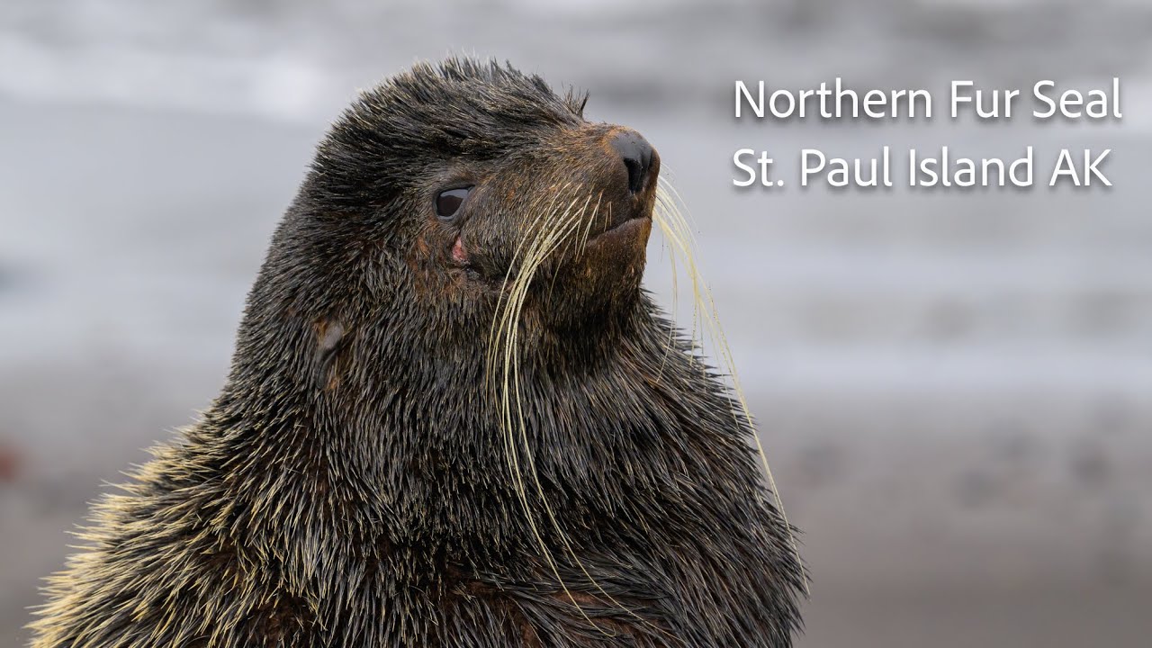 Northern Fur Seal. St. Paul Island AK USA