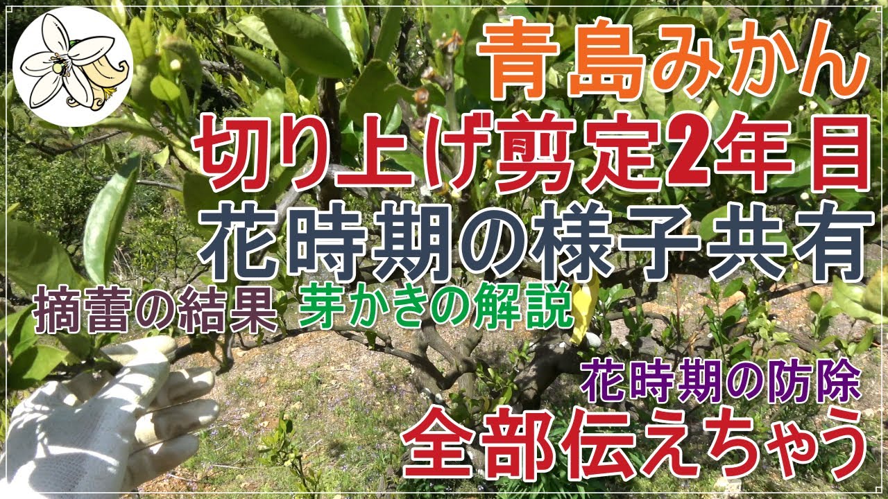 青島みかん切り上げ剪定2年目の状態共有と防除の話