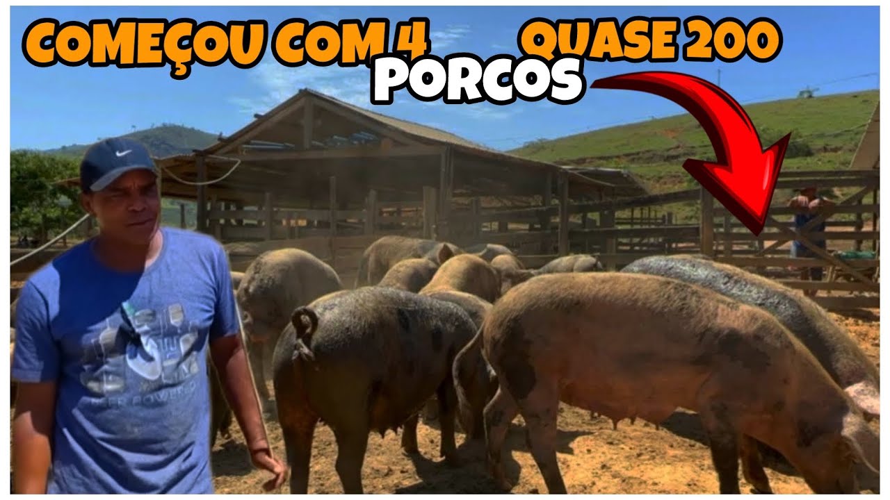 UM DOS MAIORES CRIADOR DE PORCO CAIPIRA DA REGIÃO