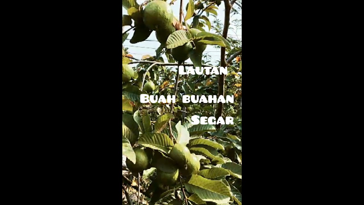 Panen Buah Naga||kebun Sultan||Viral‼️ Subang Jawa barat