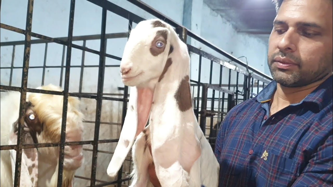 Sabse Bada Hyderabadi Breeding Setup | Hasan Goat Farm Hyderabad.
