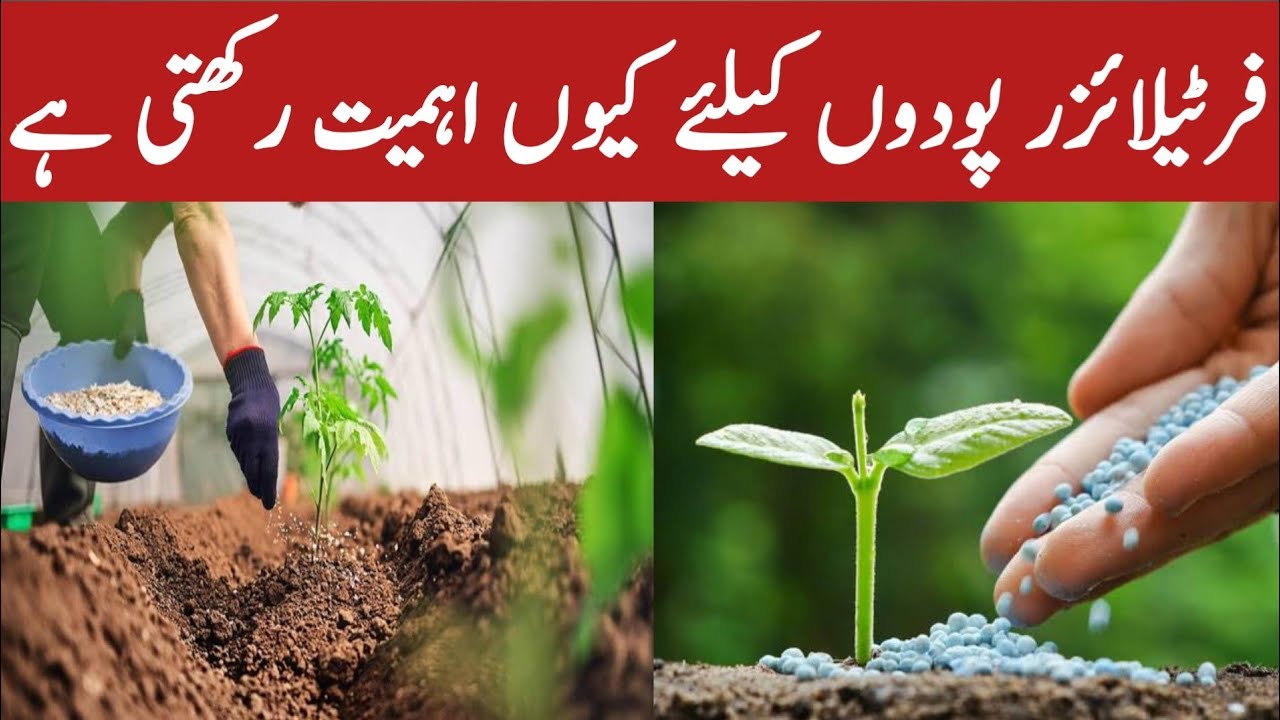 Importance of Fertilizer in Plants | 9th Class Biology Chapter 8 |