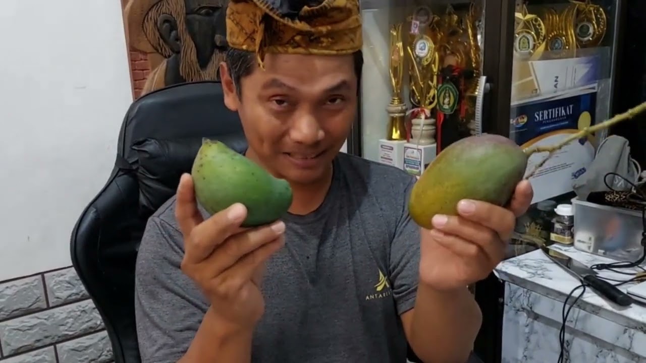 Review mangga Zillete dan Manalagi Situbondo @bolangagromalang #mangga #manalagi
