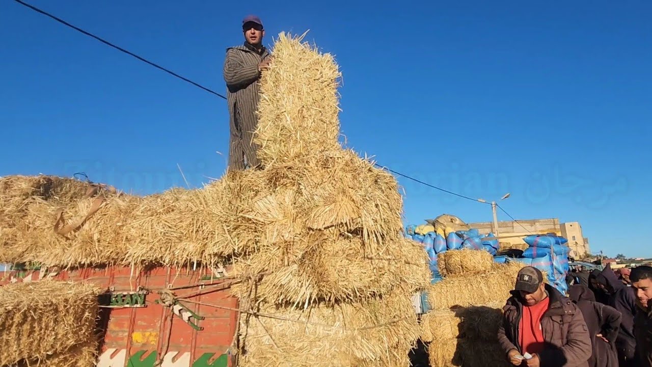 مباشرة من سوق الأسبوعي خميس سيدي حجاج مع تمن أعلاف🇲🇦
