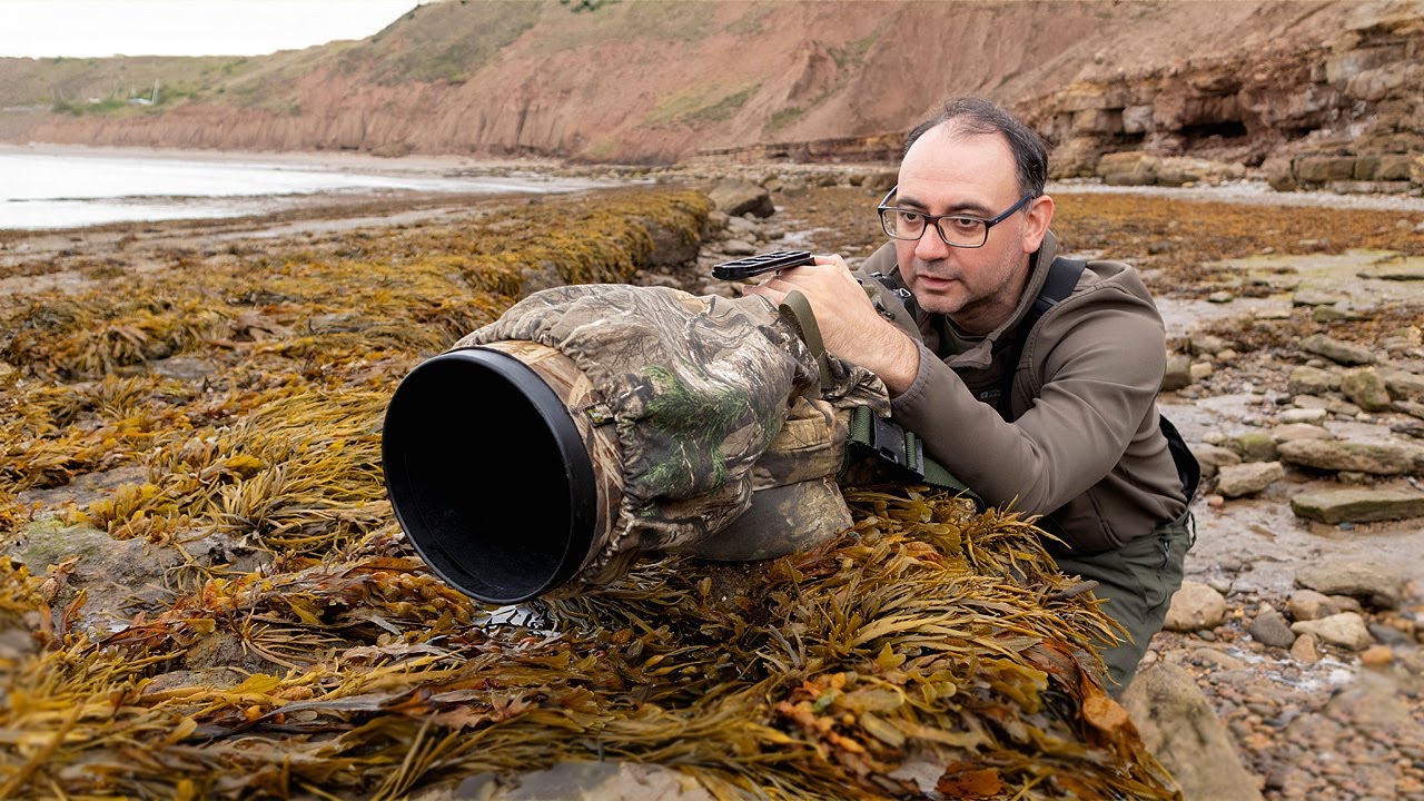 Tips & Tricks for Shorebird Photography (Canon EF 500mm F/4 Lens & Canon R6)