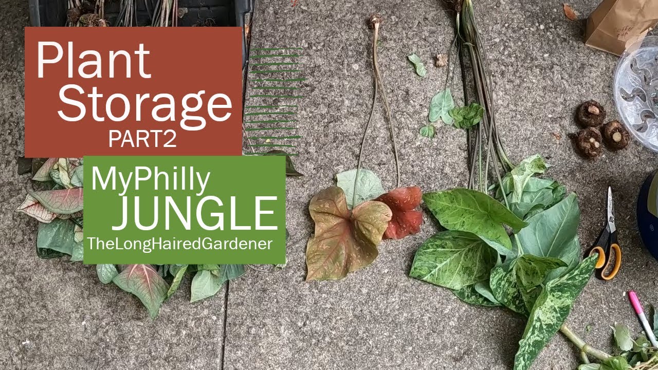 Storing plants for winter | cup and saucer vine | Urban gardening