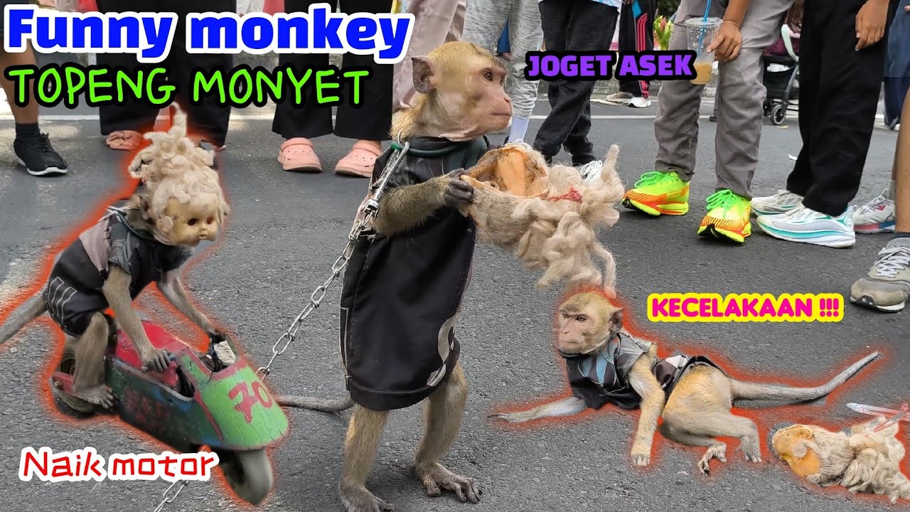 FUNNY MONKEY TOPENG MONYET KEREN FULL ATTRACTION
